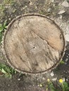 the stump of a small tree can be seen the structure of the rings Royalty Free Stock Photo