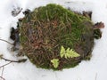 A stump in a snow covered forest overgrown with green moss Royalty Free Stock Photo