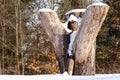 Stump with snow in the forest