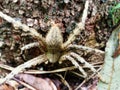 stump spider attached to tree bark Royalty Free Stock Photo