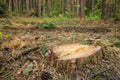 A stump sticking out of the ground in the forest, after a recent felling Royalty Free Stock Photo