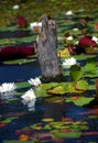 Stump Surrounded by Lily Pads Royalty Free Stock Photo