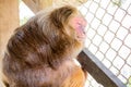 Stump-tailed macaque in cage