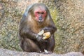 Stump-tailed macaque (Macaca arctoides) eating a baguette