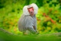 Stump-tailed macaque, Macaca arctoides, monkey from Thailand, Asia. Red face animal walking on stone in the tropic forest. Monkey Royalty Free Stock Photo