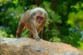 Stump-tailed macaque, Macaca arctoides, monkey from Thailand, Asia. Red face animal walking on stone in the tropic forest. Monkey Royalty Free Stock Photo