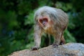 Stump-tailed macaque, Macaca arctoides, monkey from Thailand, Asia. Red face animal walking on stone in the tropic forest. Monkey Royalty Free Stock Photo