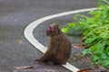 Stump-tailed macaque Macaca arctoides in nature