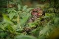 Stump-tailed macaque with a red face in green jungle