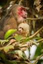 Stump-tailed macaque with a red face in green jungle