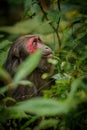 Stump-tailed macaque with a red face in green jungle