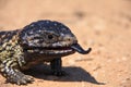 Stump-tailed skink