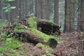 A stump thickly covered with moss in the thicket of the forest