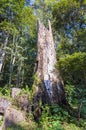 Stump of the tree became termitary in Periyar National Park