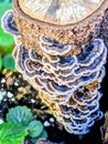 A stump of tree with black and white polyporaceae mushrooms Royalty Free Stock Photo