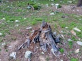 Stump of tree after cutting forest and deforestation in bluewater kalam Swat Royalty Free Stock Photo