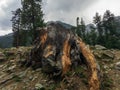 Stump of tree after cutting forest and deforestation closeup view Royalty Free Stock Photo