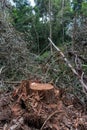 Stump of a tree from amazon forest