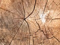 Stump of tree felled,section of the trunk with annual rings