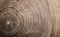 Stump of tree felled - section of the trunk with annual rings.