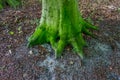 Stump of a tree in Haagse Bos, forest in The Hague