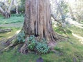 Stump of Tree Surrounded by Garden