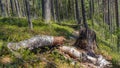 Stump from a tree on a trail in a beautiful taiga forest. Travel beyond the Arctic Circle.