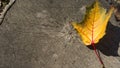 Stump tree wooden texture and background with fallen yellow leaf Royalty Free Stock Photo