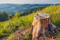 Stump of truncated spruce on a grassy meadow Royalty Free Stock Photo