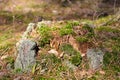 Stump of a trunk that remains after the old tree Royalty Free Stock Photo