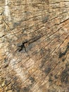 Stump weathered wood background