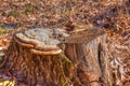 Stump on which mushrooms grows Royalty Free Stock Photo