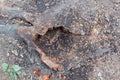 The stump of wood destroyed by termites Royalty Free Stock Photo