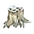 Stump, wood texture watercolor illustration isolated on white background. Royalty Free Stock Photo