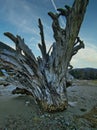 Stumped large tree trunk on the beach Royalty Free Stock Photo