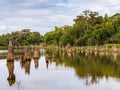 Stumps of bald cypress trees rise out of water in Atchafalaya basin Royalty Free Stock Photo