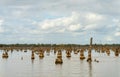 Stumps of bald cypress trees rise out of water in Atchafalaya basin Royalty Free Stock Photo