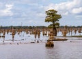 Stumps of bald cypress trees rise out of water in Atchafalaya basin Royalty Free Stock Photo