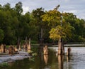 Stumps of bald cypress trees rise out of water in Atchafalaya basin Royalty Free Stock Photo
