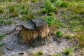 Stumps from cut down trees in forest Royalty Free Stock Photo