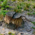 Stumps from cut down trees in forest