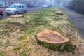 Stumps of diseased trees that have been cut down