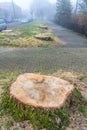 Stumps of diseased trees removed from suburban street