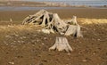 Stumps in drying pond