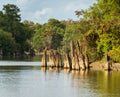 Stumps of bald cypress trees rise out of water in Atchafalaya basin Royalty Free Stock Photo