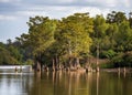 Stumps of bald cypress trees rise out of water in Atchafalaya basin Royalty Free Stock Photo