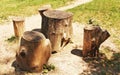 Stumps on a green glade Royalty Free Stock Photo