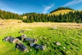 Stumps and logs on a grassy meadow