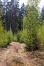 Stumps and lots of moss on the edge of the forest