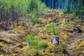 Stumps and lots of moss on the edge of the forest